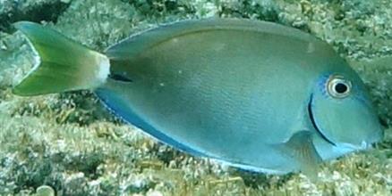 Acanthurus chirurgus – Discover Fishes