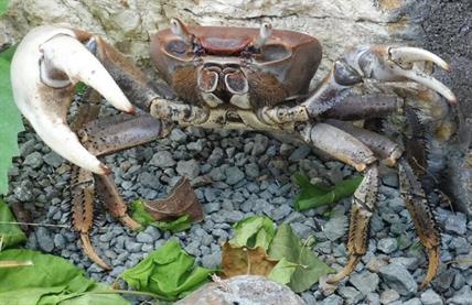 Great Land Crab