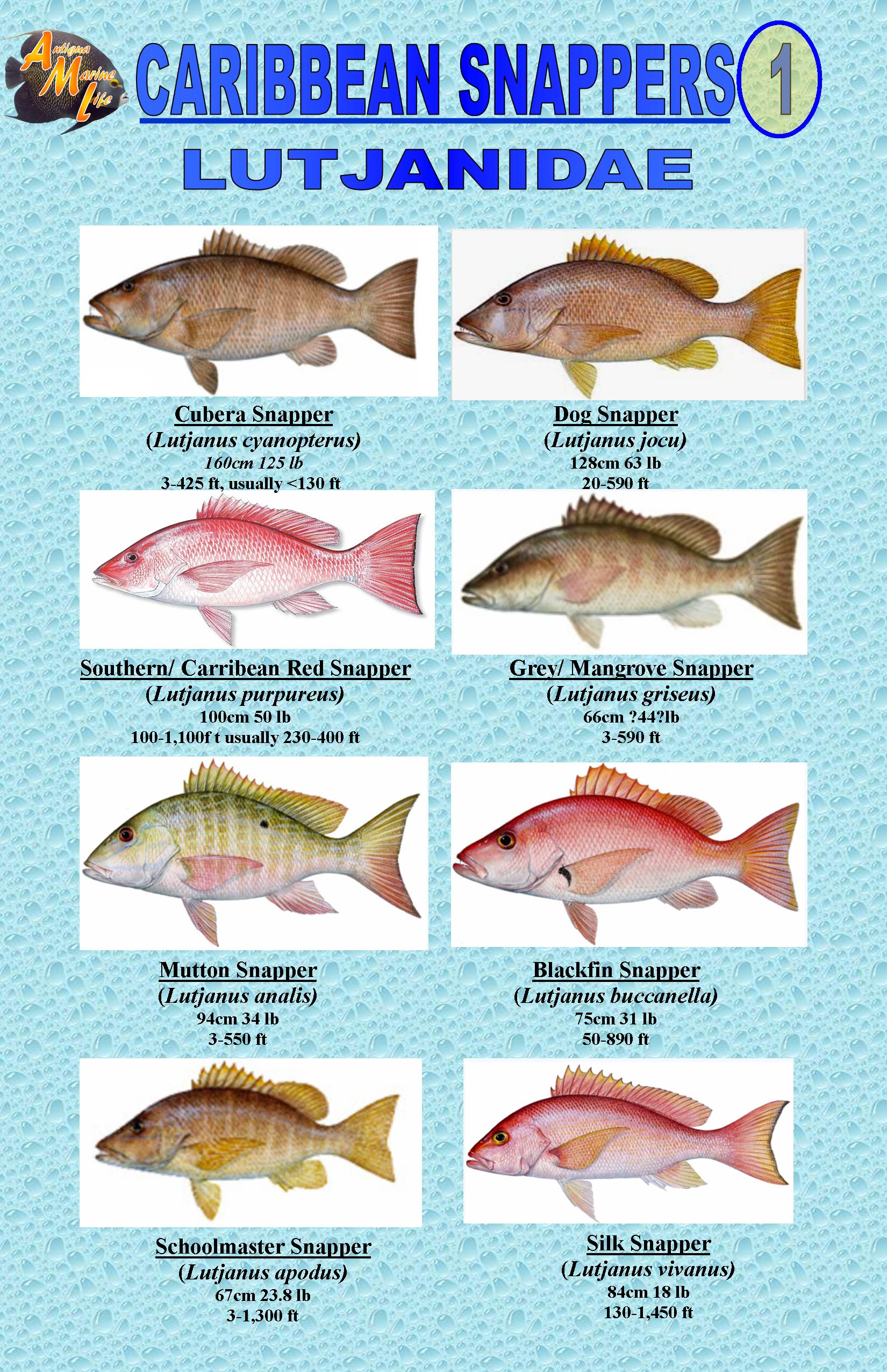 CARIBBEAN SNAPPERS